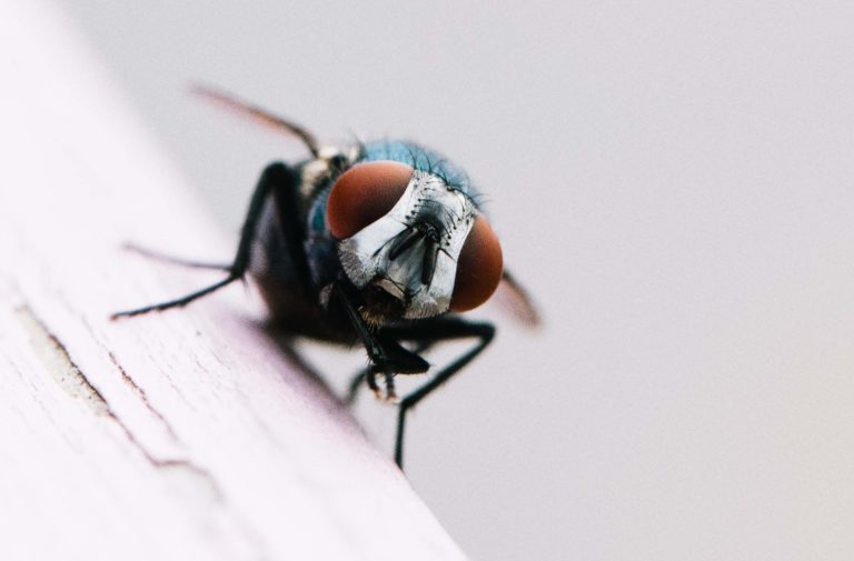 Fotografera insekter med makroobjektiv