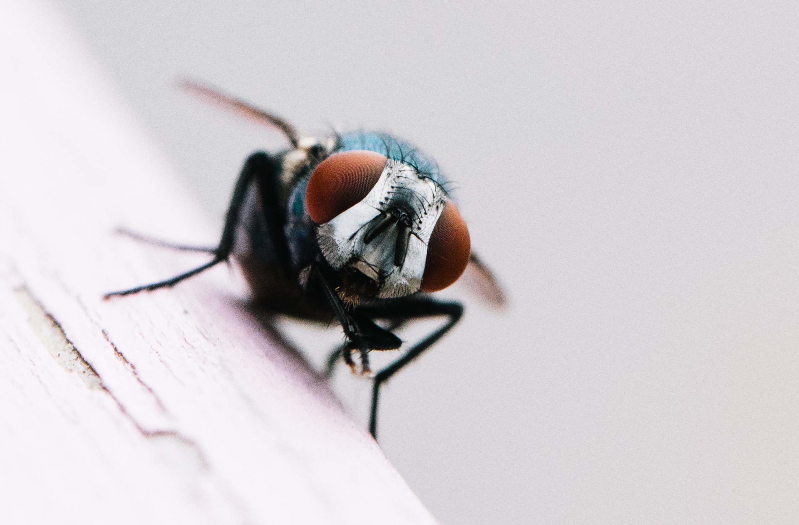 Fotografera insekter med makroobjektiv